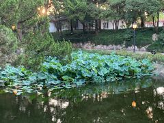 -叶家花园
