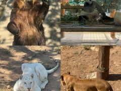 -西霞口神雕山野生动物世界