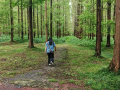 -黄海国家森林公园