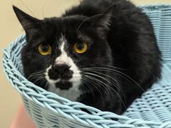 -纳吉亚猫专科动物医院博雅分院