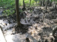 -东寨港红树林旅游区