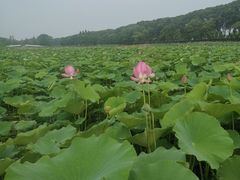 -洪湖生态旅游区