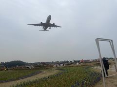 -空港花田景区