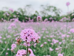 -会仙湿地