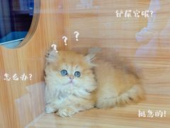 -猫十亿·布偶金渐层·曼基康矮脚猫舍(青年路店)