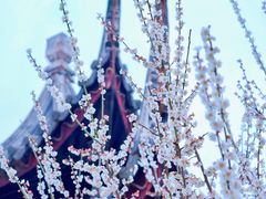 -苏州上方山国家森林公园
