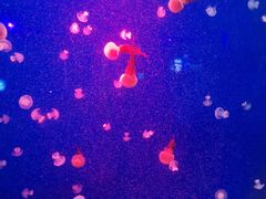 -长春中泰海洋世界