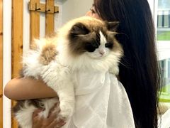 -青奢宠物·青奢猫舍