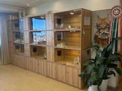 -猫十亿·布偶金渐层·曼基康矮脚猫舍(青年路店)
