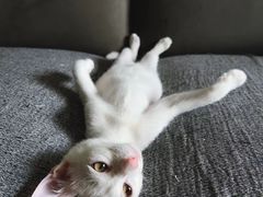 -创凡宠物医院·骨专科  猫科中心(西乡分院)
