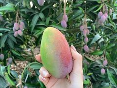 -四姑娘川味海鲜(八爪鱼店)