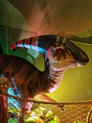 -恐龙探索乐园(磁器口店)