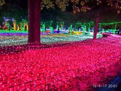 -洛阳郁金香牡丹园