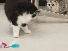 -共舞时光猫咖·狗咖(新街口店)