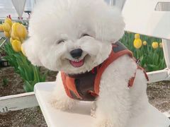 -爱侣宠医·鹦鹉专科·小型哺乳类·异宠专科(灵石路店)