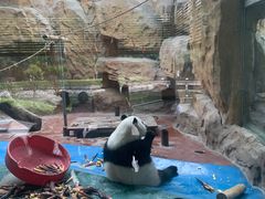 -成都动物园