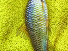 -蓝天路(地铁站)