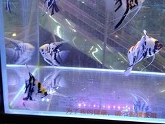 -宠物世家(仲盛世界商城店)