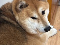 -是阿柴呀！柴犬咖啡·爱喵喵猫咖