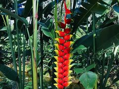 -中国科学院西双版纳热带植物园