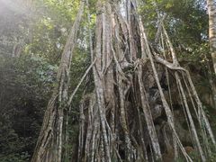 -中国科学院西双版纳热带植物园