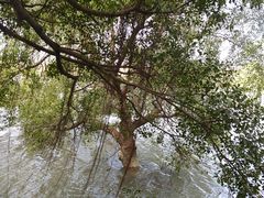 -大湾区中央湿地公园