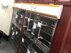 -宠爱国际动物医院· 猫科· 外科·中兽医(长白店)