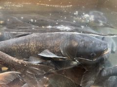 -上名堂·鱼头好吃(体育场路店)