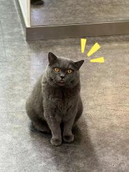 -飛凡TATTOO纹身•原创