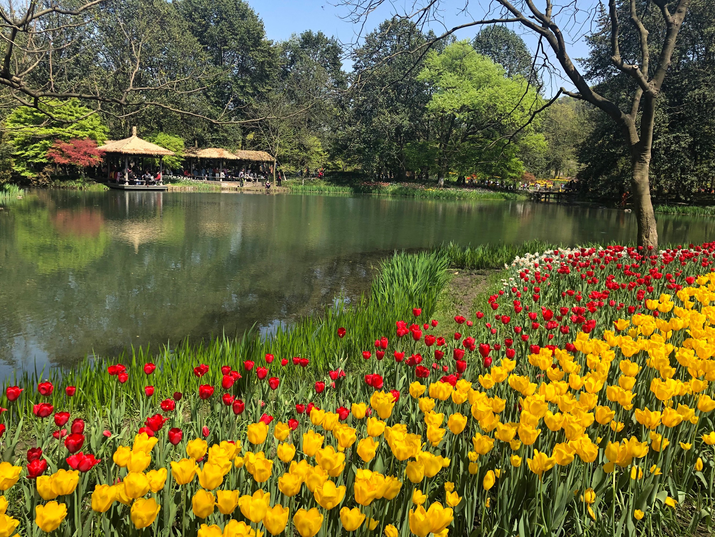 西湖边上的郁金香花海—太子湾公园