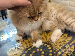 -平行世界·猫咖(首经贸店)