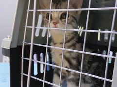 -关爱宠物医院·猫科中心·消化科(滨湖万达分院)
