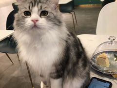 -飞行喵MR PILOT|猫舍·猫咖(静安大融城店)