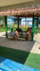 -萌宠亲子动物乐园(槐房万达店)