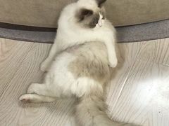 -猫和宫(六道口店)