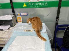 -半岛宠物医院24小时(科华中路店)
