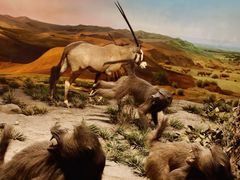 -国家自然博物馆