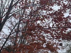 -辽宁大学(崇山校区)