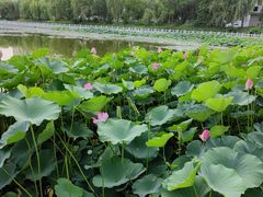 -合肥三国新城遗址公园