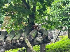 -都江堰中华大熊猫苑