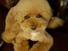 -多卡布奇宠物生活馆(上林世家店)