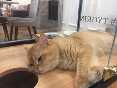 -袖虎·猫馆(体育西路店)