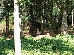 -海南热带野生动植物园