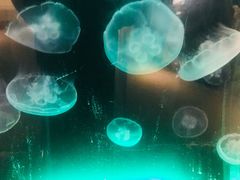 -西雅图水族馆