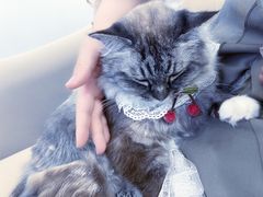 -怪兽屋·羊驼·猫咖·狗咖(俊华广场店)