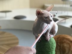 -飞行喵MR PILOT|猫舍·猫咖(静安大融城店)