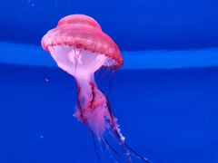 -杭州长乔极地海洋公园