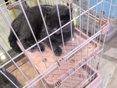 -柴犬小屋·柴餐厅·狗咖食堂(金鼎广场店)