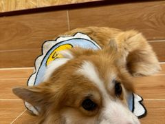 -和它·交个朋友·狗咖猫咖(爱琴海店)