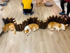 -浣熊柯尔鸭土拨鼠·电玩咖